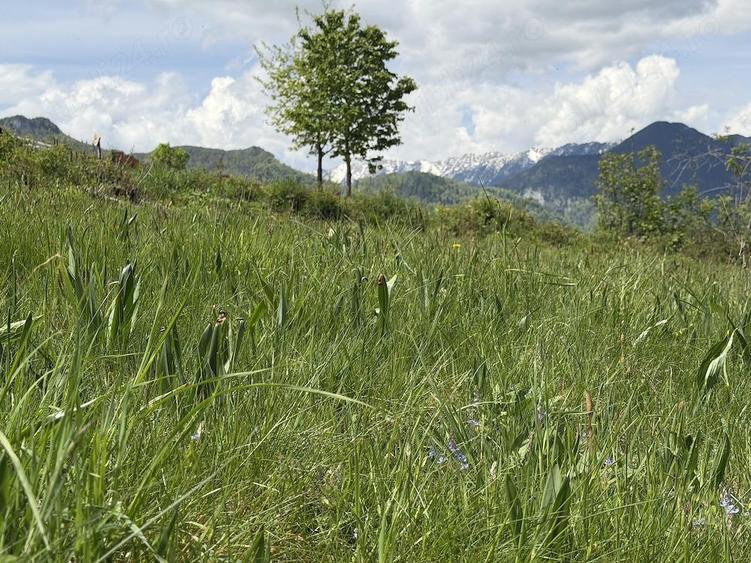 Teren intravilan zona Bran-Tohanita, judetul Brasov intre 500 si 1000 mp la 5 km de Moieciu - 5