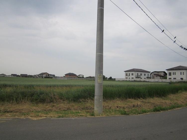 Domnesti-Narciselor - 11