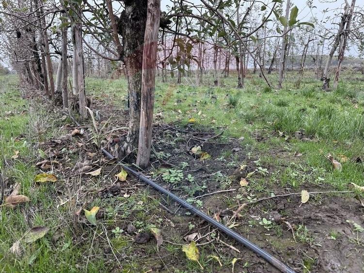 Ferma agro-industriala - 43 ha Adunatii Copaceni - 15