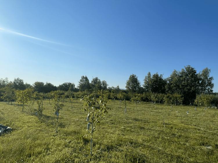 Berinta, teren intravilan, 5800 mp, 2 500€/ar -145 000€ - 5