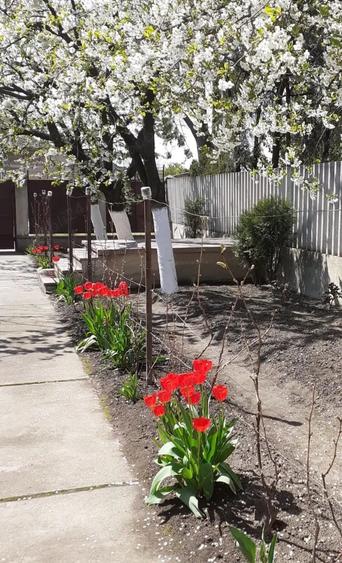 Casa solida, spa?ioasa ?i versatila in zona centrala, Sannicolau Mare - 1