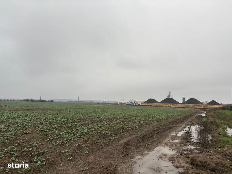 Teren intravilan pretabill construc?ie hale Sabareni, Buftea, Ilfov - 1