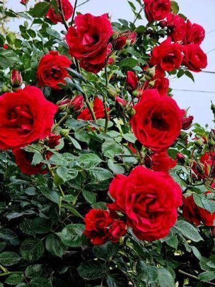 Vând casă  / curte  - 6