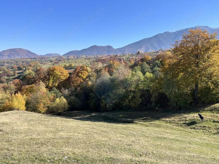 Teren 3,500mp Bran / Strada Bradul Inalt - 6