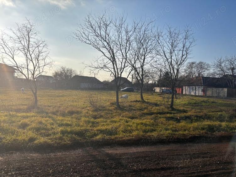 Teren intravilan giarmata 980 mp 24m fs toate utilitatile - 2