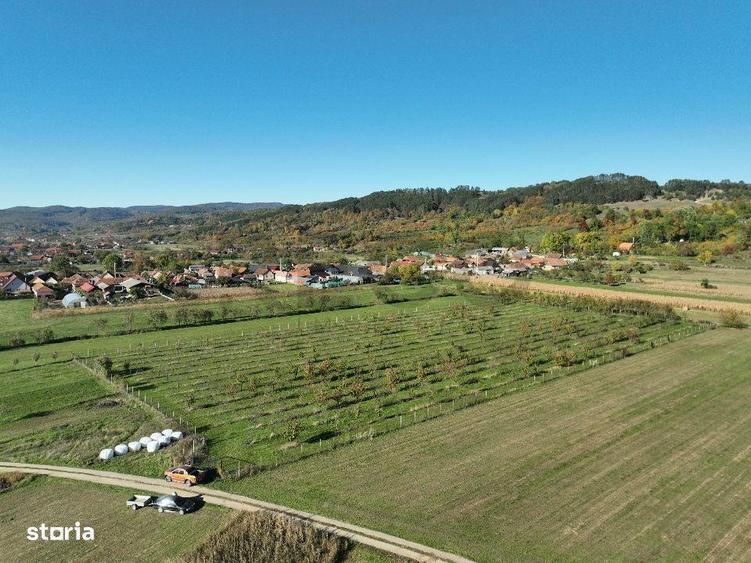 RECO, Teren cu livada de ciresi, Zona Auseu, Bihor - 4