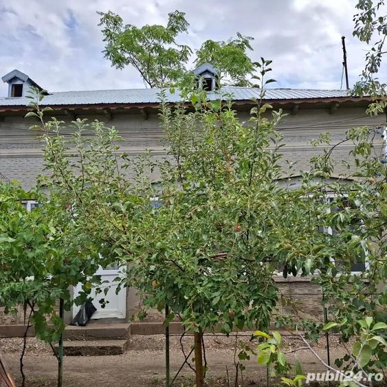 Vand Casa cu curte 851 mp 15 minute de Alexandria - 7