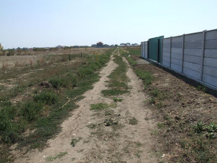 Domnesti-Ciocarliei(Afinului-Fragilor). - 4