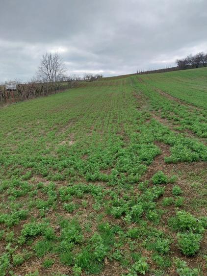 Teren intravilan - 3