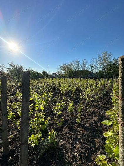 Direct proprietar: Casa demolabila + teren 1167 mp - 2