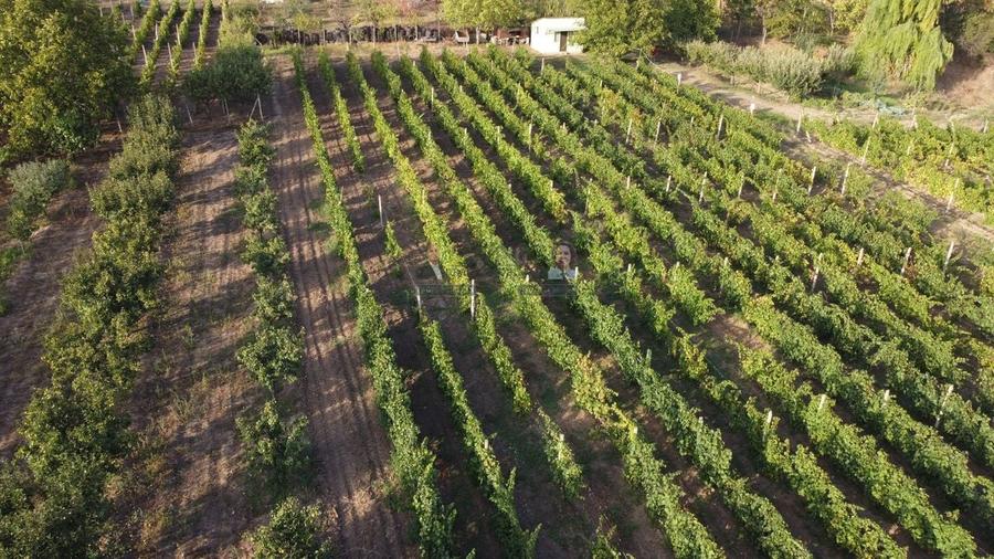 Teren intravilan Tecuci/Podgorie si Pomi Fructiferi/5000 mp - 4