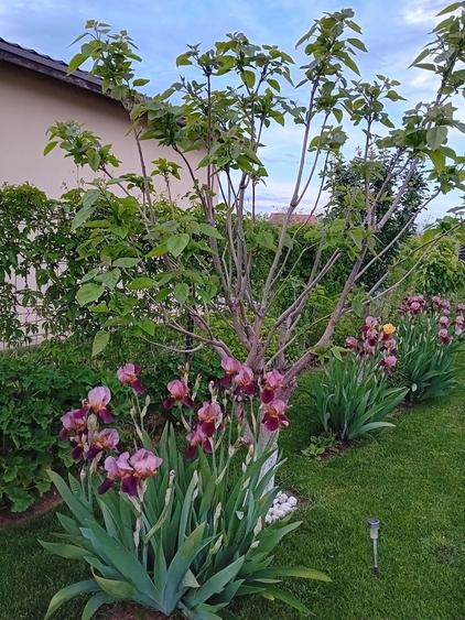 Popestii judetul Giurgiu - 14