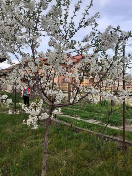 schimb sau vand casa in com.Runcu.sat BALTiSOARA. - 2