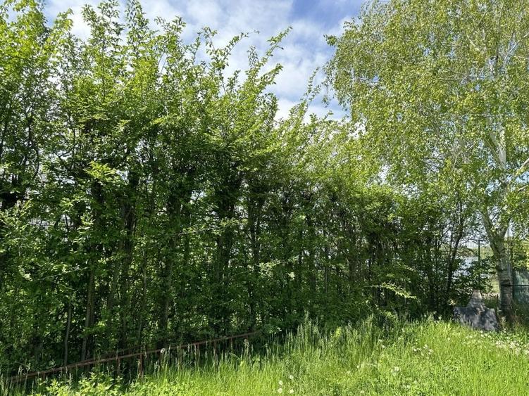 Casa-langa studiourile Buftea, 2 constructii, curte cu pomi, 2300mp, langa lac - 49