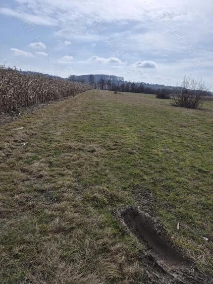 Teren premium intravilan Dealul Gro?ilor, Baia Mare - 5