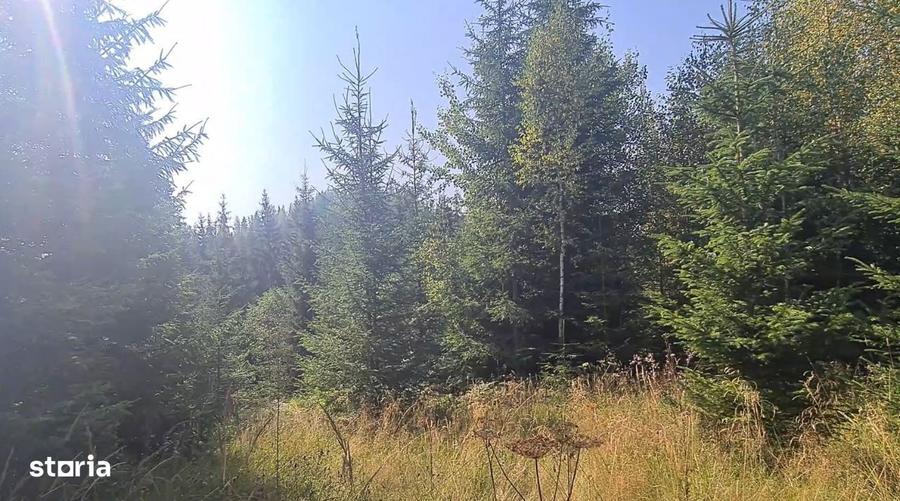 Neagra Sarului - Saru Dornei, Teren S = 6450 mp; 13 km de Vatra Dornei - 2
