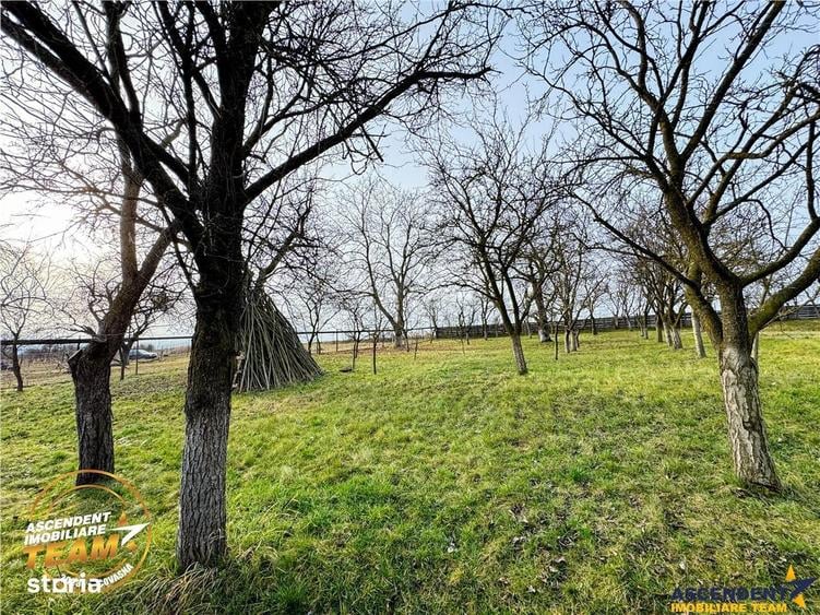 FILM! 5.000mp teren intravilan cu casuta rustica, Dalnic, Covasna - 4