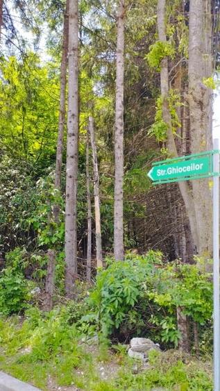 OCAZIE. TEREN SINAIA,COLINA MARE 1210mp,CU TOATE UTILITATILE 40 metri deschidere - 1