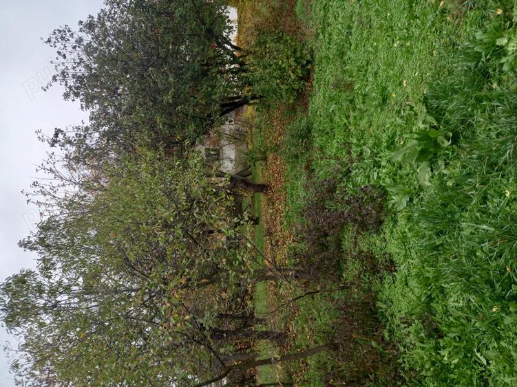 Vand casa in localitatea Scorusu,5 km distanta de Turceni,3 camere plus baie ?i bucatarie, livada cu - 4