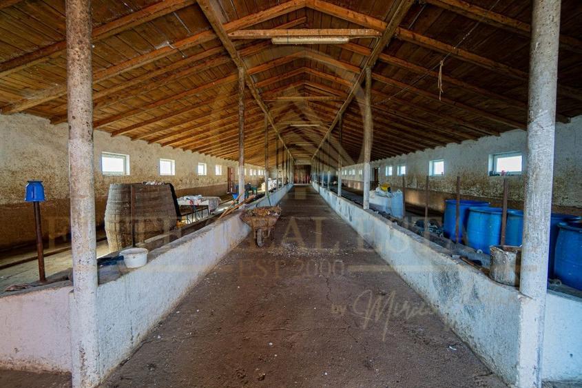 Tariverde - Ferma zootehnica functionala, 3 hectare teren intravilan! - 14