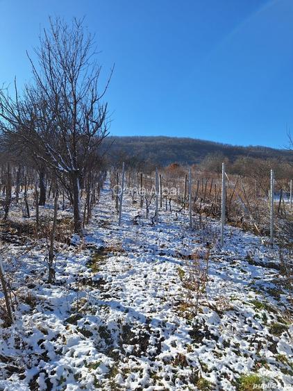 Vand casa cu vie localitatea Ineu judetul Arad