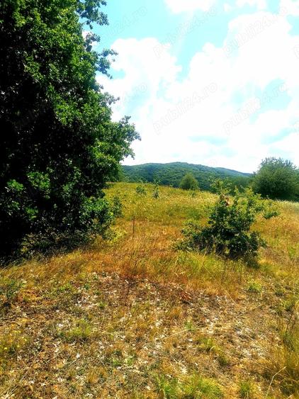 Teren de 124000 mp, în Șeica Mare