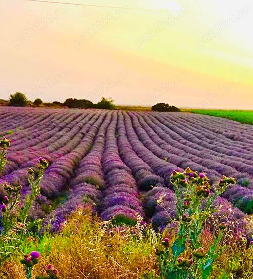 De vanzare plantatie de lavanda - 1