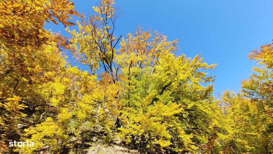 Teren intravilan 1.271 mp Izvoarele, jud. Alba - 5