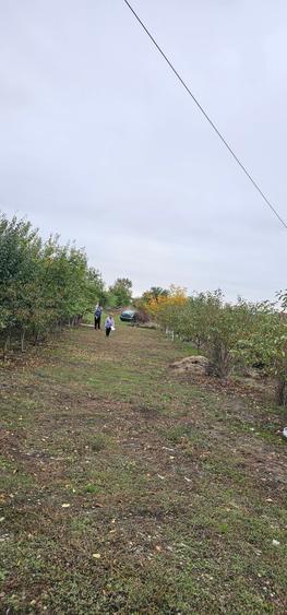 Domnești- Str.Fortului, 742mp, gaze, lumină - 3