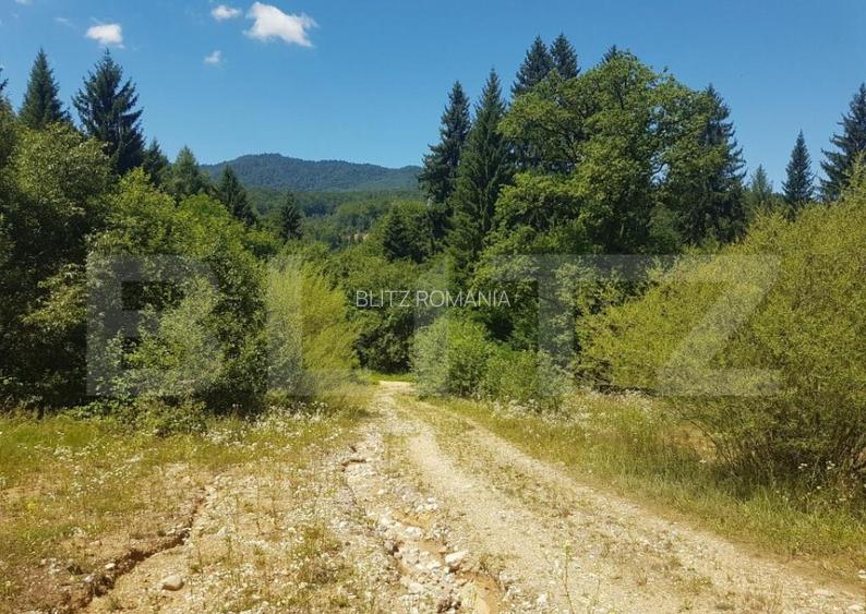 Teren Dambu Morii - 1200mp