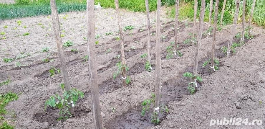 casa in Orevita Mare - 6