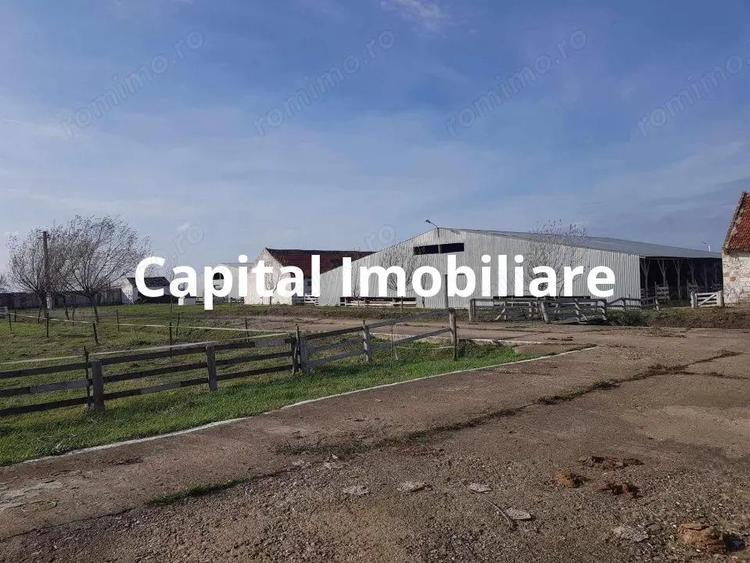 Ferma langa Oravita 5600 mp construiti si teren 24281 intravilan - 4