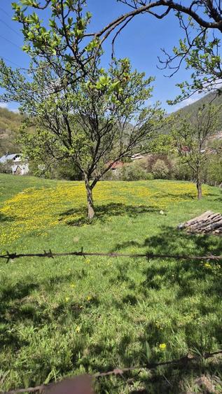 Teren de 6350 mp, în Colțu Pietrii