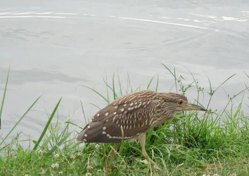 Terenuri IN RATE 500 /luna, teren 25 Peris, Tancabesti - 2