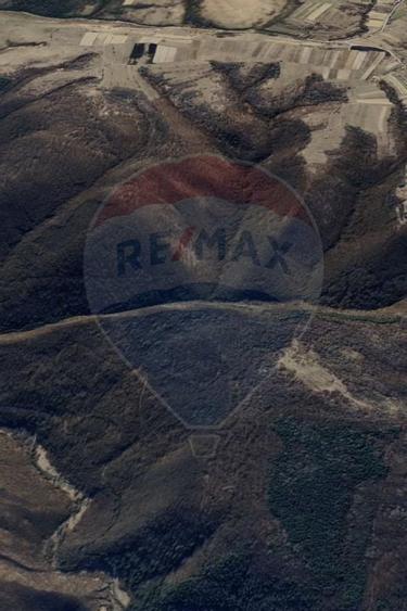 Padure 34 ha Capusu Mare - 5