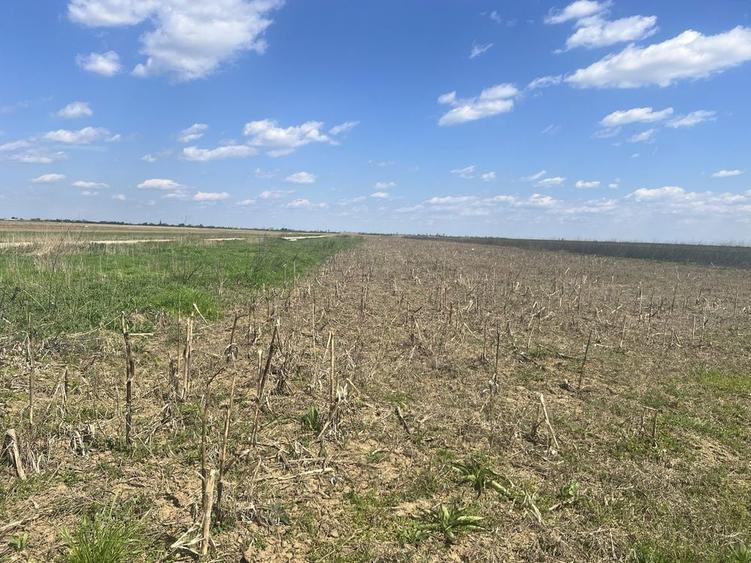 Teren agricol Slobozia Moara 8544 mp acces la drum asfaltat si la 1 km de DN7 - 6