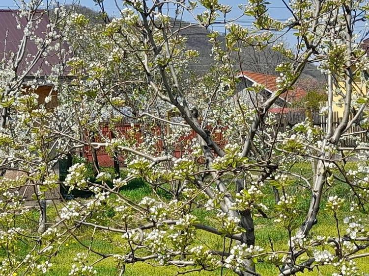 casa cu teren generos, ideala pentru locuit si relaxare. - 2