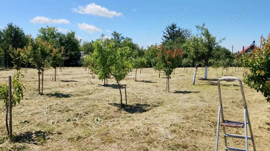 Vand casa cu teren 5725 mp, livada 100 pomi fructiferi, hala 220 mp in Dragoiesti, jud Timis - 6
