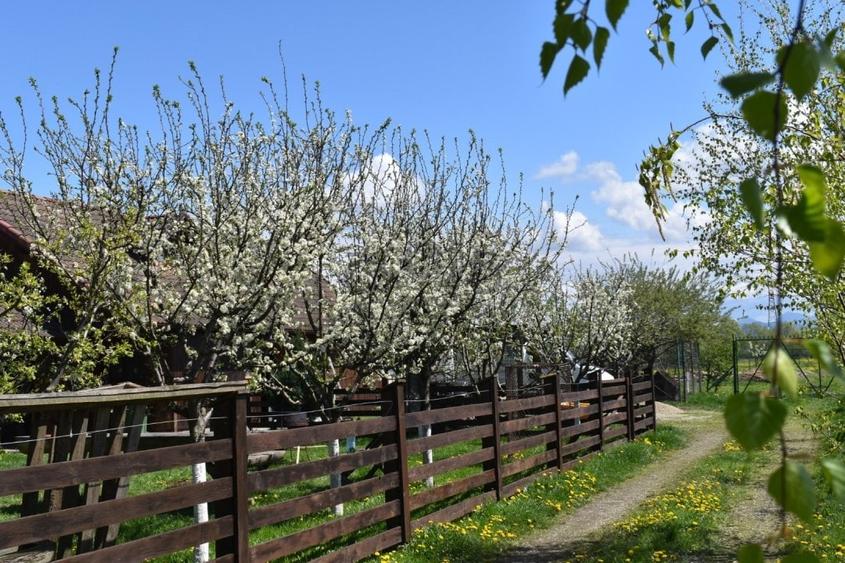 TEREN INTRAVILAN CU CONSTRUCTII AGROTURISTICE SI CABANA CODLEA - 4