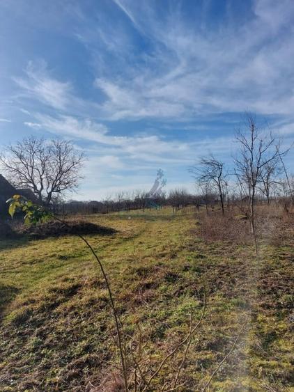 Teren intravilan de vanzare cu livada la 30km de Oradea, Sannicolau Roman, Bihor - 2