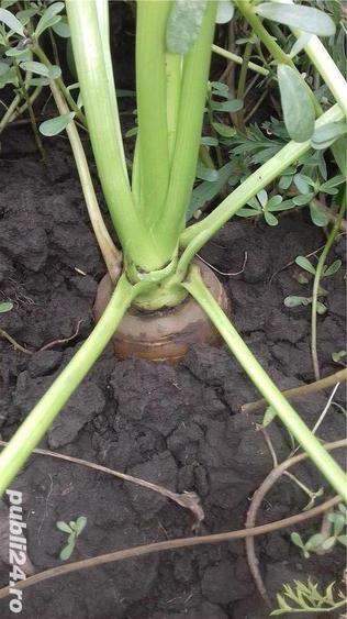 Casa cu teren in suprafata de 6.800m2 - 6