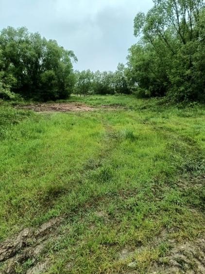 Teren de vanzare intravilan Com Fardea Jud Timis - Langa lacul Surduc - 6