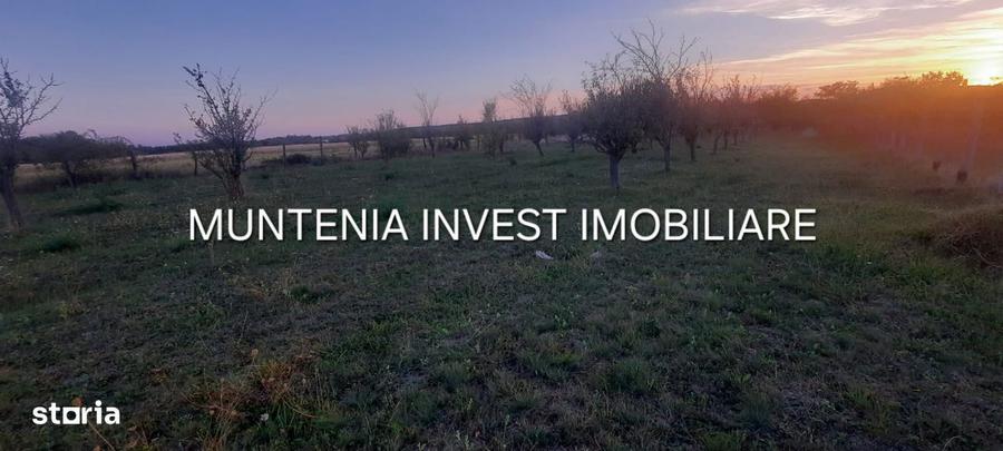 Teren 6000 mp. intravilan Smeura, str. Olteni - 7