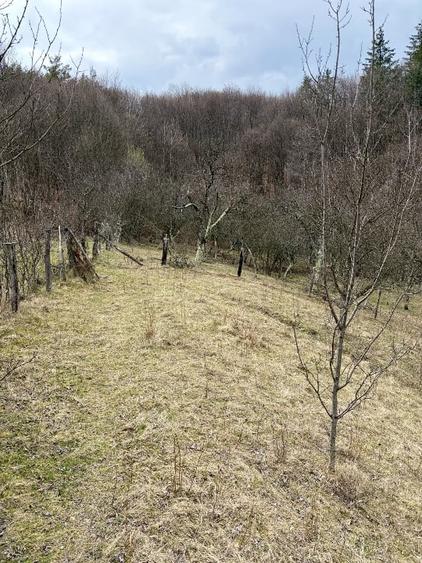 Teren Salatrucel Valcea intravilan cu curent 380V 3300mp+4200 faneata si padure - 6