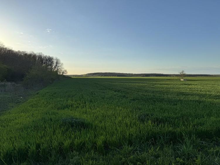 Teren Dragomiresti DEAL - 4