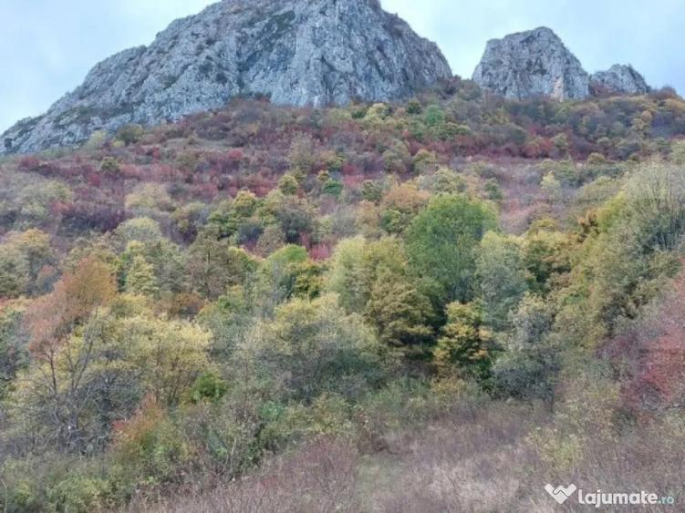 Teren extravilan 16121 mp apa si curent, ideal pentru cabane - 1