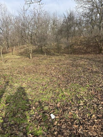 Teren de casa, livada si padure - 2