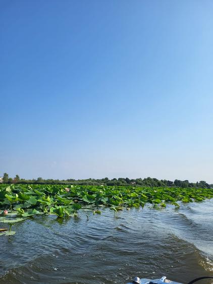 VANZARE TEREN INTRAVILAN CU VEDERE LA LAC - SNAGOV SE VINDE LOTIZAT SAU INTEGRAL - 4