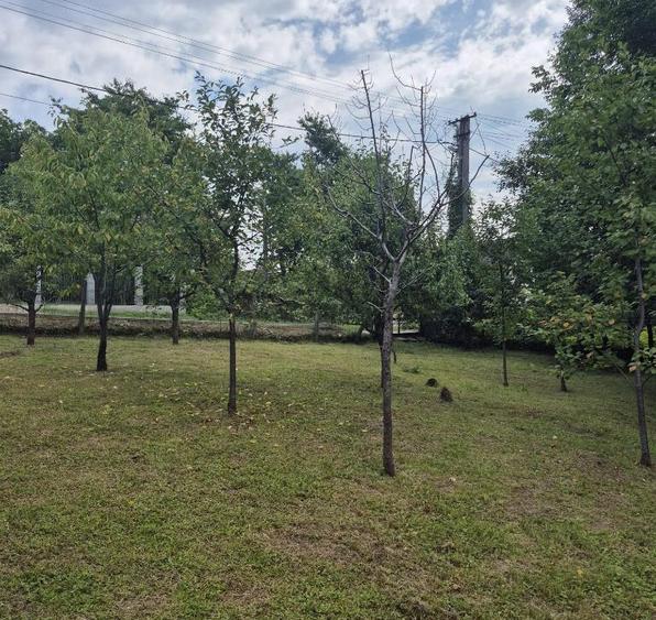 Somcuta Mare, casa 9 ari teren - 2