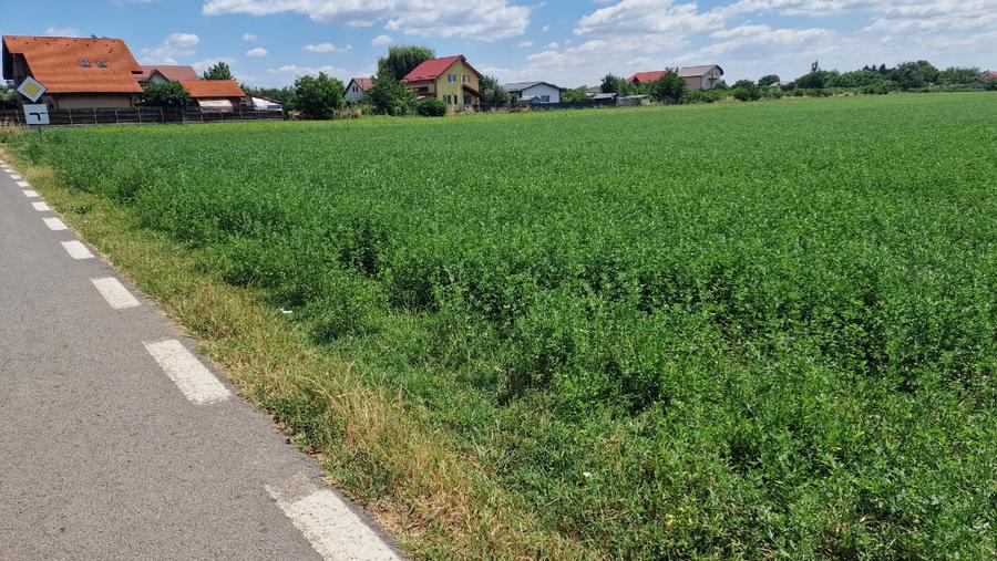 Teren intravilan in suprafata de 9470 mp – Bolintin-Deal - 2